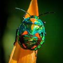 Printpakket Insectenfeest – Versierprints & Decoraties